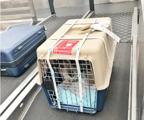 杨浦宠物托运 宠物托运公司 机场宠物托运 宠物空运